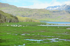 Whooper swans in the marsh