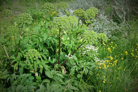 Angelica also common
