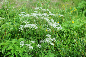 Sweet Cicely grows everywhere in this area