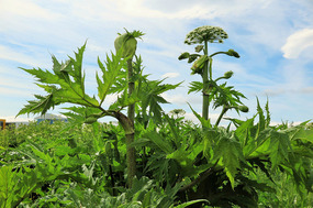 Bob says they look like triffids