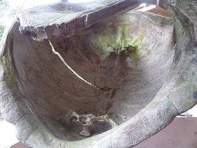 Inside of a huge tortoise shell - upside down