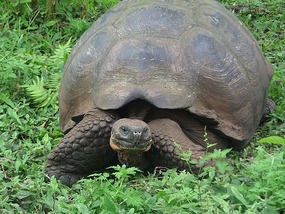My first tortoise..big aren't they?