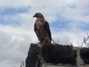 juvenile Galapagos hawk - up close
