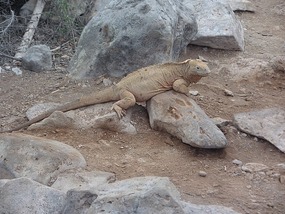 My first land iguana