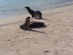 My first sea lions
