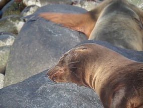 Peaceful sea lion