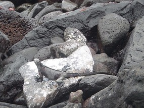 Sea iguanas