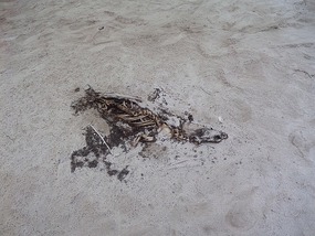 Sea lion remains - saw a few of these