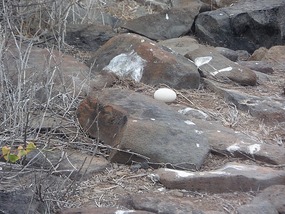 Abandoned albatross egg