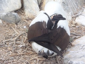 Bird that went to sleep less than 30 cm from me!