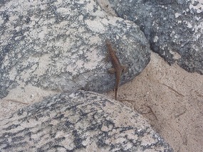 Lava lizard. These are small and everywhere