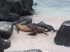Mother and new born sea lion