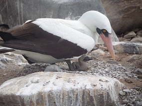 Nasta Boobie with chick