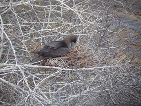 Juvenile red footed boobie
