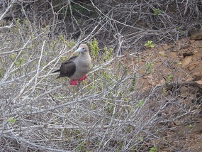 Red footed boobie