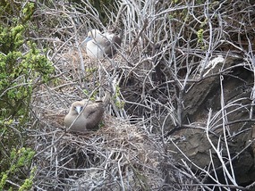 Red footed boobies on nests