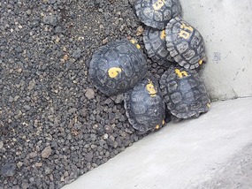 Baby saddle back tortoises at the centre