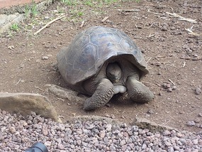 Saddle back tortoise