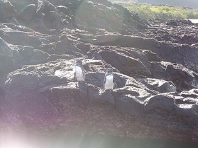 Penguins en route