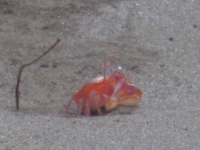 Violin / fiddler (?) crab
