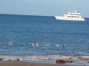 Blue footed boobies hit the water together