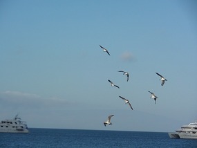 Blue footed boobies preparing to dive