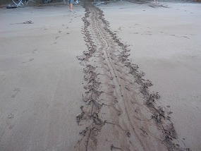Departing turtle tracks