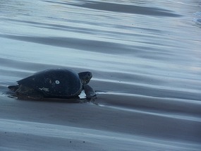 Early morning turtle