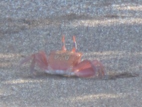 Ghost crab