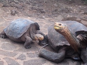 An active male and female in another pen