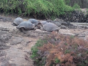 large tortoises - former pets