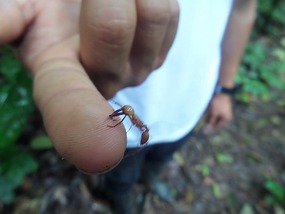 A fire ant hooked into Alfonso