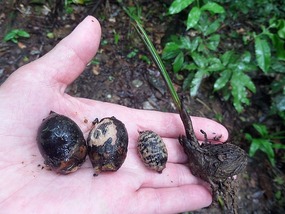 A palm nut's stages - see text