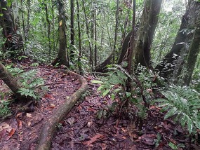 A very long buttress root