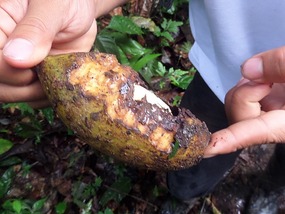 Bush mango - note bite marks