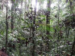 Different forest - taller trees today