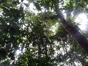 Looking up - more palms