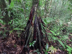 Roots holding up a palm