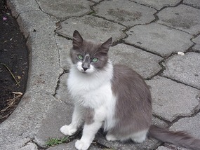 Cat = animal of the day pic