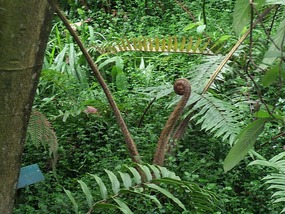 Enormous fern frond