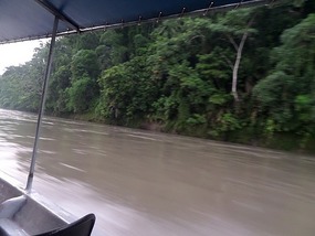 Typical river bank / jungle