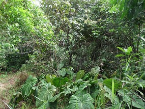 Into the jungle
