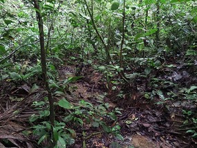 Jungle stream