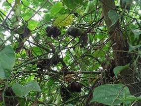 Bush peanuts