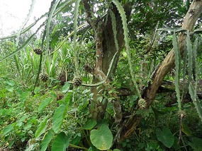 Cactus fruit