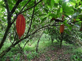 Cocoa - hybrid