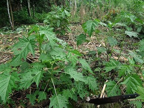 Stinging nettle
