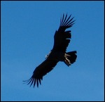 Flight of the Condor