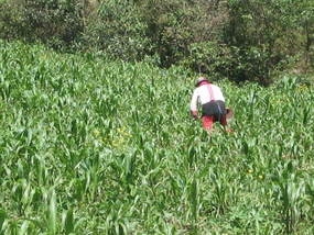 .01  Working the field