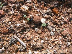 The dung beetle...